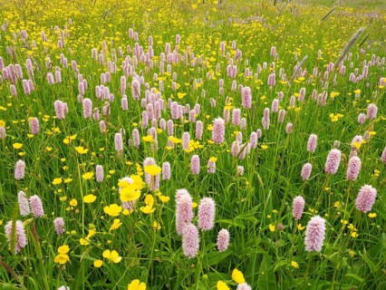 Wild flowers growing in a meadow, Buttercup (Ranunculus acris), and Meadow bistort (Bistorta