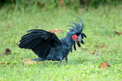 Palm Cockatoo (Probosciger aterrimus macgillivrayi) perched on the ground, Queensland, Australia