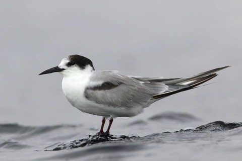 Common Tern-longipennis (Sterna hirundo longipennis), Victoria, Australia