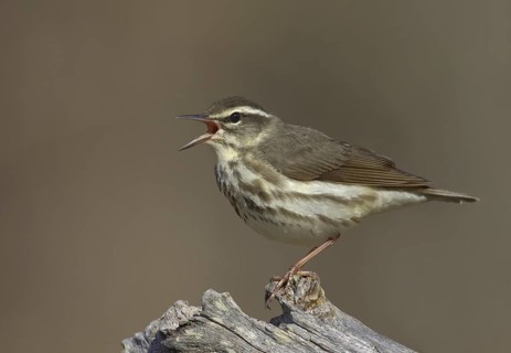 Louisiana Waterthrush (Parkesia motacilla) singing, Ohio, USA