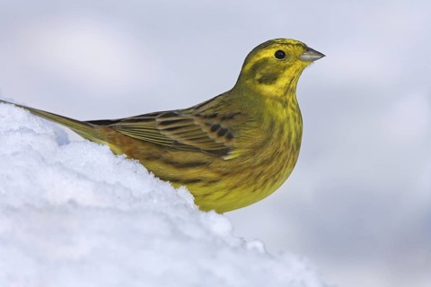Yellowhammer (Emberiza citrinella), Rhineland-Palatinate, Germany