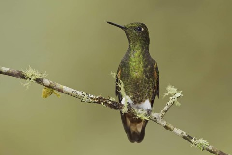 Buff-tailed Coronet (Boissonneaua flavescens), Ecuador