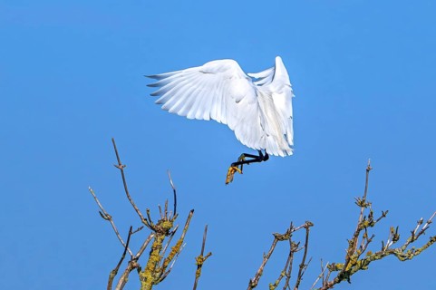 Little egret (Egretta garzetta) in flight, landing in tree in late winter, early spring