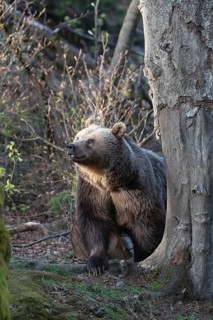 One adult female eurasian brown bear (Ursus arctos arctos) standing left of a tree with a spotlight