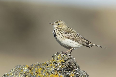 Meadow Pipit (Anthus pratensis), Iceland
