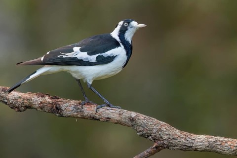 Magpie-lark (Grallina cyanoleuca) perched on a branch in eastern Australia