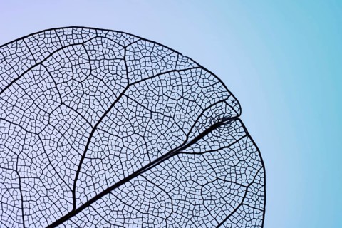 A close-up of a leaf skeleton displaying its intricate vein patterns against a soft blue gradient