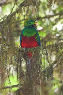 Resplendent Quetzal (Pharomachrus mocinno) male, Costa Rica