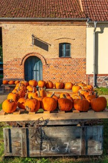 Ripe pumpkins lying on an old wooden trailer in front of a farm shop on a farm, village of Rieben