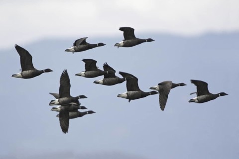 Brant Goose (Branta bernicla) flying, British Columbia, Canada