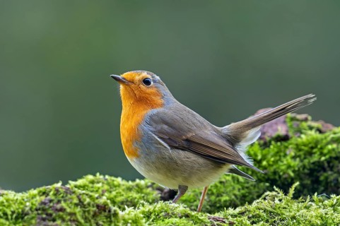 European robin (Erithacus rubecula) perched on moss covered fallen tree looking for insects and