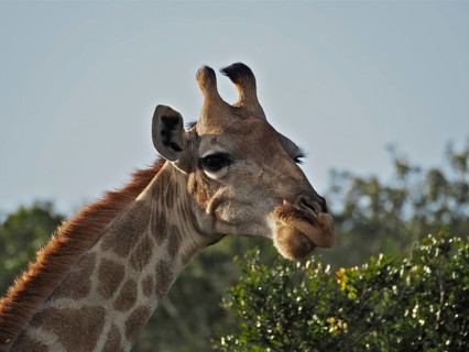 Giraffe (Giraffa camelopardalis)