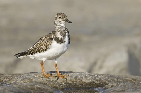 Ruddy Turnstone (Arenaria interpres), New Jersey, USA