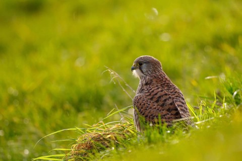 Common Kestrel (Falco tinnunculus), Netherlands