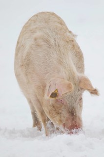 Domestic pig (Sus scrofa domesticus) adult farm animal on a snow covered field in winter, England,