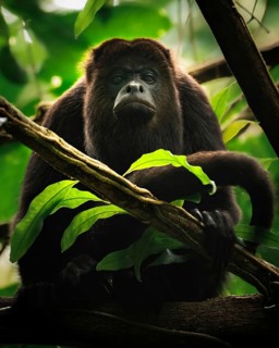 A howler monkey rests on a branch in the lush Belizean rainforest, surrounded by vibrant green