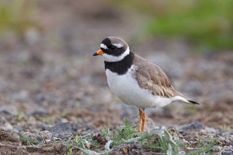 Common Ringed Plover (Charadrius hiaticula), Iceland