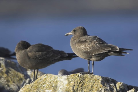 Glaucous-winged Gull (Larus glaucescens), British Columbia, Canada