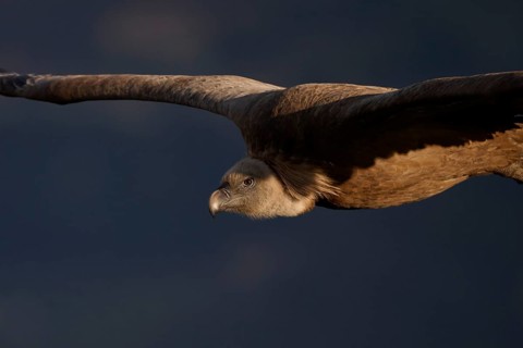 A striking close-up of a griffon vulture flying low, its powerful wings extended as it glides
