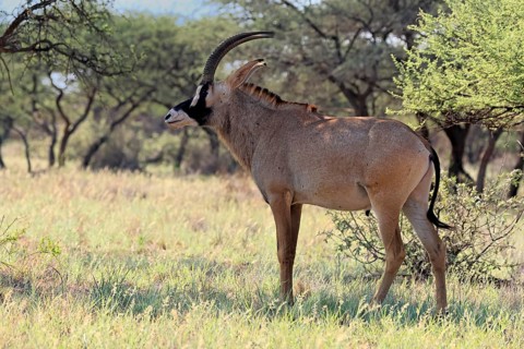Roan antelope (Hippotragus equinus), adult, alert, Mokala National Park, Northern Cape, South