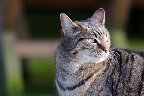 Domestic cat (Felis catus), portrait, grey tabby, cute, The cat has turned its head and looks back