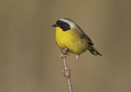 Common Yellowthroat (Geothlypis trichas) male, Ohio, USA