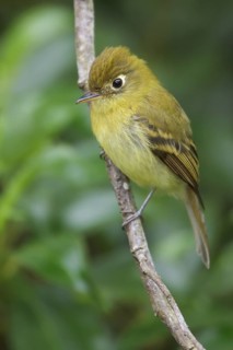 Yellowish Flycatcher (Empidonax flavescens) perched on a branch in Costa Rica, Central America