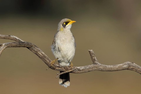 Yellow-throated Miner (Manorina flavigula) perched on a branch, Victoria, Australia