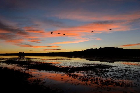 Sandhill Crane (Antigone canadensis) flock flying, New Mexico, USA