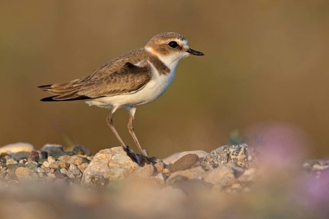 Kentish plover, Charadrius alexandrinus, Lesbos, Greece
