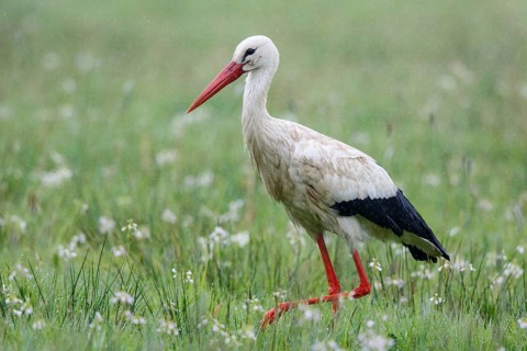 White Stork (Ciconia ciconia) foraging in the rain, North Rhine-Westphalia, Germany