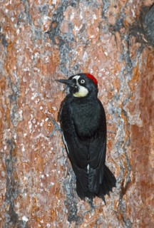 Acorn Woodpecker Melanerpes formicivorus White Mountains, Arizona, United States August Adult