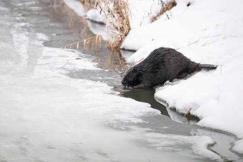 European beaver (Castor fibre), beaver with gnawed branch in its mouth at the edge of a river bank
