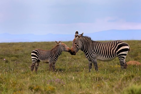 Cape Mountain Zebra (Equus zebra), adult, female, mother, juvenile, social behaviour, Mountain