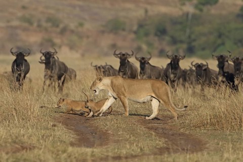 African Lion (Panthera leo) female walks with her two cubs under the scrutiny of a herd of