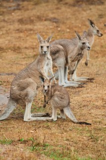 Eastern grey kangaroos (Macropus giganteus) standing on a tried up meadow, raining, Bavaria,