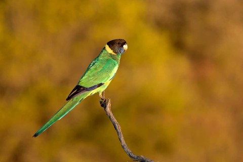 Australian Ringneck (Barnardius zonarius), South Australia, Australia