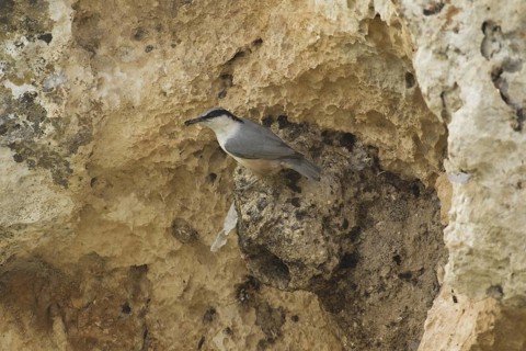 Eastern Rock Nuthatch (Sitta tephronota), Turkey