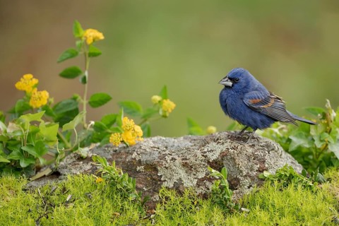 Blue Grosbeak (Passerina caerulea) male perched on a branch, Texas, USA