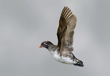 Parakeet Auklet (Aethia psittacula) flying, Alaska, USA