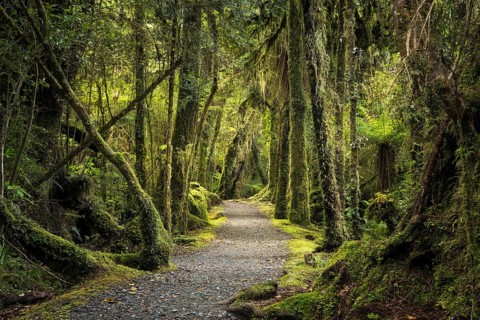 Hiking trail through wooded landscape with mossy trees. Minnehaha Walk, Fox Glacier Area, Westland