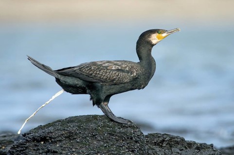 Great Cormorant (Phalacrocorax carbo), Victoria, Australia