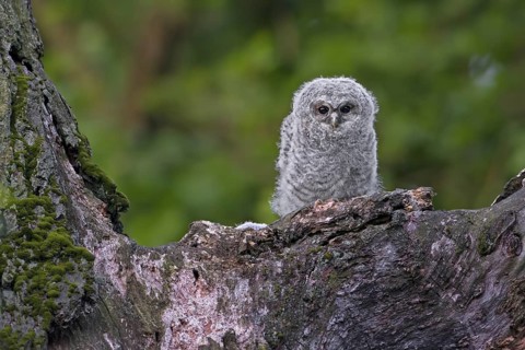 Tawny Owl (Strix aluco) juvenile, Saxony-Anhalt, Germany