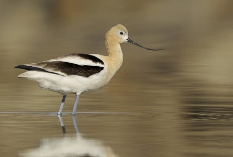 American Avocet (Recurvirostra americana), Alberta, Canada