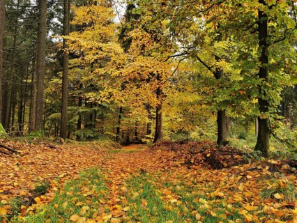 A forest trail covered with colorful autumn leaves, surrounded by deciduous trees, Franconian