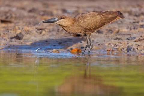 Hammerhead, Hammerhead, Hamerkop, (Scopus umbretta), Ombrette africaine, Avemartillo, Shadebird,