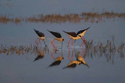 Black-winged Stilt (Himantopus himantopus) foraging, Spain