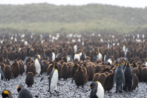 King penguins (Aptenodytes patagonicus), adults and juveniles in brown haze, breeding colony on