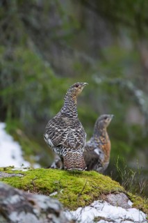Two Western capercaillie (Tetrao urogallus), wood grouse hens, females in woodland in spring
