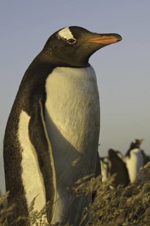 Gentoo Penguin (Pygoscelis papua), Falkland Islands